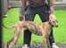 Lurcher