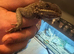 Male Red Headed Rock Agama