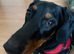 Selling young wiener dog named Nancy