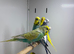 Budgies