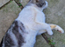 Sad sale British short-hair mix neutered male