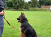 German Shepard bitch 5 years old
