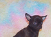 EXTENSIVELY HEALTH TESTED KC REG CHIHUAHUAS