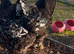 Large fowl mottled Brahma hatching eggs