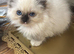 Ragdoll Kittens