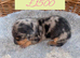 Litter Of 6 Beautiful Miniature Daschund Puppies