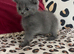 British Longhair Kittens