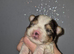 1 x blueberry Yorkshire Terrier puppie