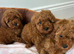 Tiny Toy poodles