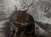 Gorgeous Bengal Female