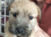 Outstanding Glen of Imaal terrier puppies!!