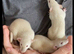 Super Tame Baby Dumbo Siamese Rats, Looking For Loving Homes.