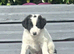 Amazing Border Collie X Lurcher Puppies