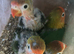 Lovebirds fischer for handfeeding