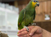 Amazon parrot