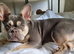 Beautiful French Bulldog × Cockapoo Puppies