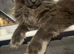 Make Main Coon