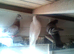 for sale  young race birds
