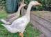 2 Chinese X Embden goslings