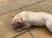 Velvet big rope french bulldog girl