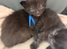 Stunning Long-Haired Kittens - Maine Coon & Ragdoll Heritage