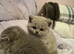 British short hair kittens