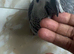 African grey baby