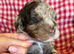 Chocolate Merle cockapoo puppies