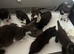 Last 3 kittens looking for homes! Stunning babies all male!