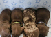 Stunning True Minis * BOYS ONLY * READY NOW*