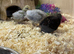 Button Quail