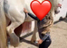 Super safe family friend / show pony
