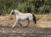 Cob Mare