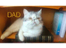 Exotic shorthair x kittens