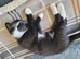 2 kittens left ready now