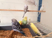 Budgies for sale