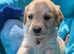 Proven IF dark golden retriever