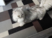 5 years old persian cat for sale