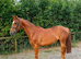 Very Smart Show Hunter/ Dressage