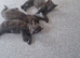 2 black kittens all boys