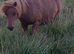 For sale miki Shetland