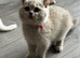 Beautiful Lilac British Shorthaired Kittens