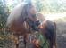 Perfect Childs Pony Shetland stallion for sale