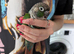 Conure