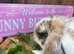 Pure Bred Mini Lops for sale