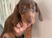 3 dachshund boys