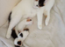 Beautiful newborn kittens ready in several weeks