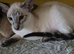 Seal tabby point female kitten