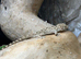 Moorish Geckos
