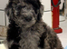 Amazing standard poodle fur babies